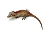 Red Striped Gargoyle Gecko