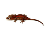 Red Striped Gargoyle Gecko