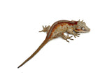 Red Striped Gargoyle Gecko