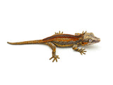 Red Striped Gargoyle Gecko (Pennywise offspring)