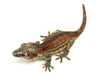 Orange Striped Gargoyle Gecko