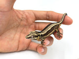 Dark Bold Striped Gargoyle Gecko