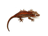 Red Striped Gargoyle Gecko