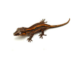 Red Aberrant Striped Gargoyle Gecko (Deadpool Jr offspring)