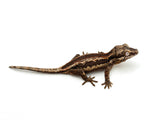Pink Females Group Striped Gargoyle Gecko