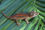 Red Striped Gargoyle Gecko (Phantom group)