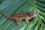 Red Striped Gargoyle Gecko (Phantom group)