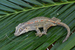 Orange Striped Gargoyle Gecko (Gravid?)