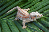 Adult Female Orange Striped Gargoyle Gecko (Gravid?)