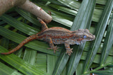 Adult Female Orange Striped Gargoyle Gecko