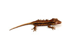 Pink Pastel Striped Gargoyle Gecko (Pink Floyd offspring)