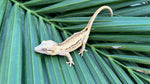 Yellow Striped Gargoyle Gecko