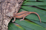 Orange Striped Gargoyle Gecko (Vanilla Ice offspring)