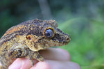 Orange Aberrant Striped Gargoyle Gecko