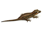 Striped Gargoyle Gecko