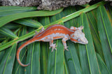 Red Striped Gargoyle Gecko (DEADPOOL offspring) ***