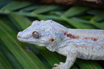 Orange Striped Adult Male Gargoyle Gecko