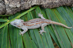 Phantom? Orange Striped Gargoyle Gecko