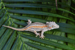 Orange Striped Gargoyle Gecko (White Boy offspring)