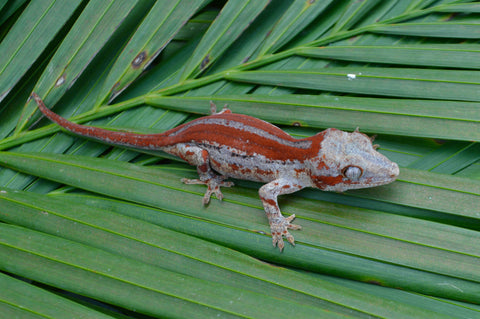 Red Striped Gargoyle Gecko (DEADPOOL offspring)