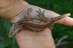 Orange Aberrant Striped Gargoyle Gecko