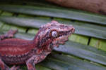 Red Striped Gargoyle Gecko