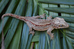 Orange Striped Gargoyle Gecko (White Boy offspring)