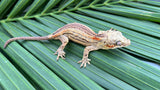 Orange Striped Gargoyle Gecko