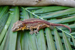 Red Striped Gargoyle Gecko (Vanilla Ice offspring)