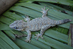 BREEDING PAIR of Orange Blotched Gargoyle Geckos