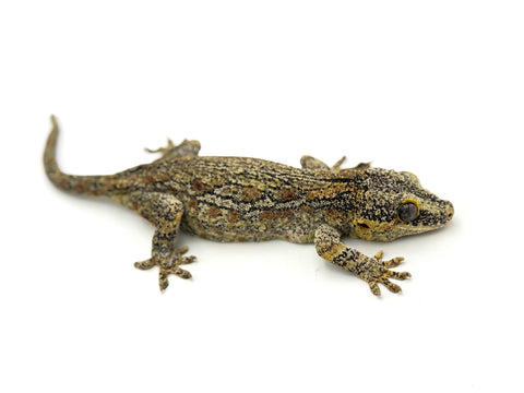 Orange Aberrant Striped Gargoyle Gecko (Phantom Eyes)