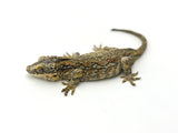 Orange Aberrant Striped Gargoyle Gecko (Phantom Eyes)