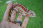 Red Striped Gargoyle Gecko (DEADPOOL offspring) ***