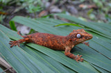 Red/Orange Blotched Gargoyle Gecko