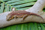 Red Striped Gargoyle Gecko (Vanilla Ice offspring)