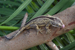 Yellow Striped Gargoyle Gecko "Skunk"