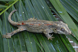 Orange Striped Gargoyle Gecko (Gravid?)