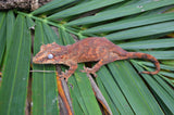 Red/Orange Blotched Gargoyle Gecko