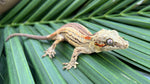 Orange Striped Gargoyle Gecko