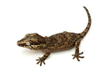 Reticulated Gargoyle Gecko