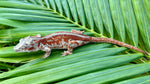 Female Red/Orange Striped Gargoyle Gecko