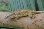 Orange Striped Gargoyle Gecko (Gravid?)