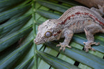 Orange Striped Gargoyle Gecko (White Boy offspring)