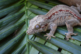 Orange Striped Gargoyle Gecko (White Boy offspring)