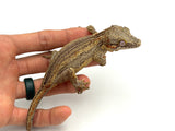 Striped Gargoyle Gecko