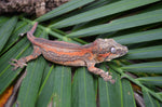 Orange Striped Gargoyle Gecko (Vanilla Ice offspring)