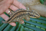 Adult Female Aberrant Striped Gargoyle Gecko