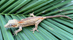 Orange Striped Gargoyle Gecko