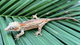 Orange Striped Gargoyle Gecko