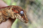 Orange Striped Gargoyle Gecko